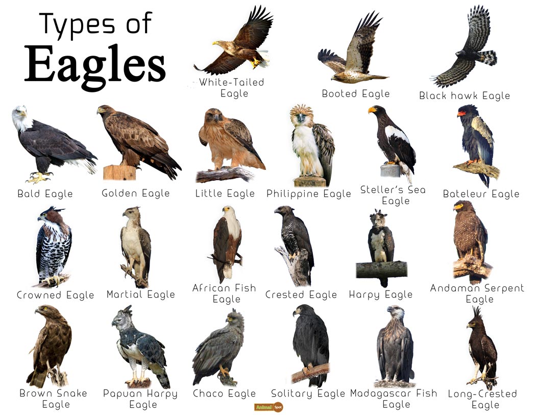 all about eagles birds