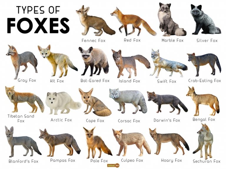 Fox Facts, Types, Classification, Habitat, Diet, Adaptations