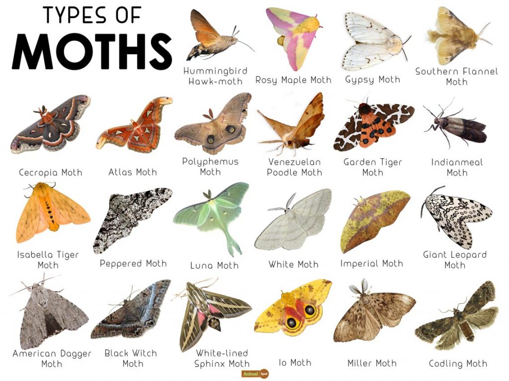 Types Of Moths 1024x766 