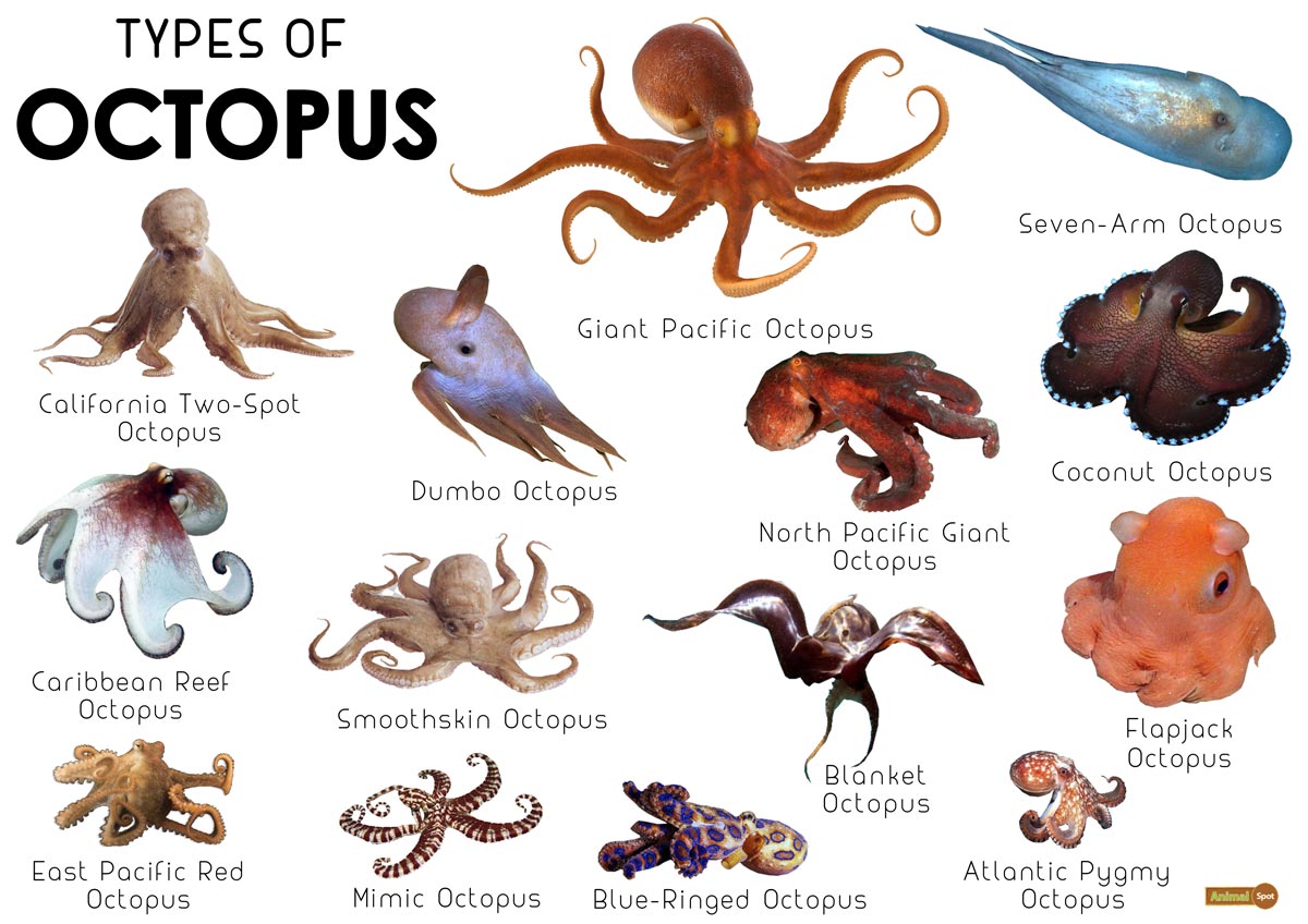 Octopus Facts, Types, Lifespan, Classification, Habitat, Pictures