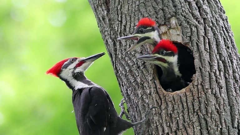 Woodpecker Facts, Types, Classification, Habitat, Diet, Adaptations