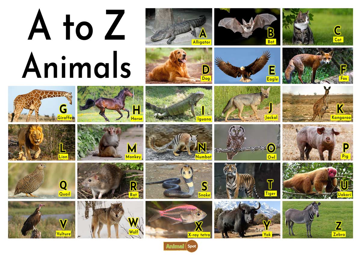 instinkt mus Overstige Animals A-Z