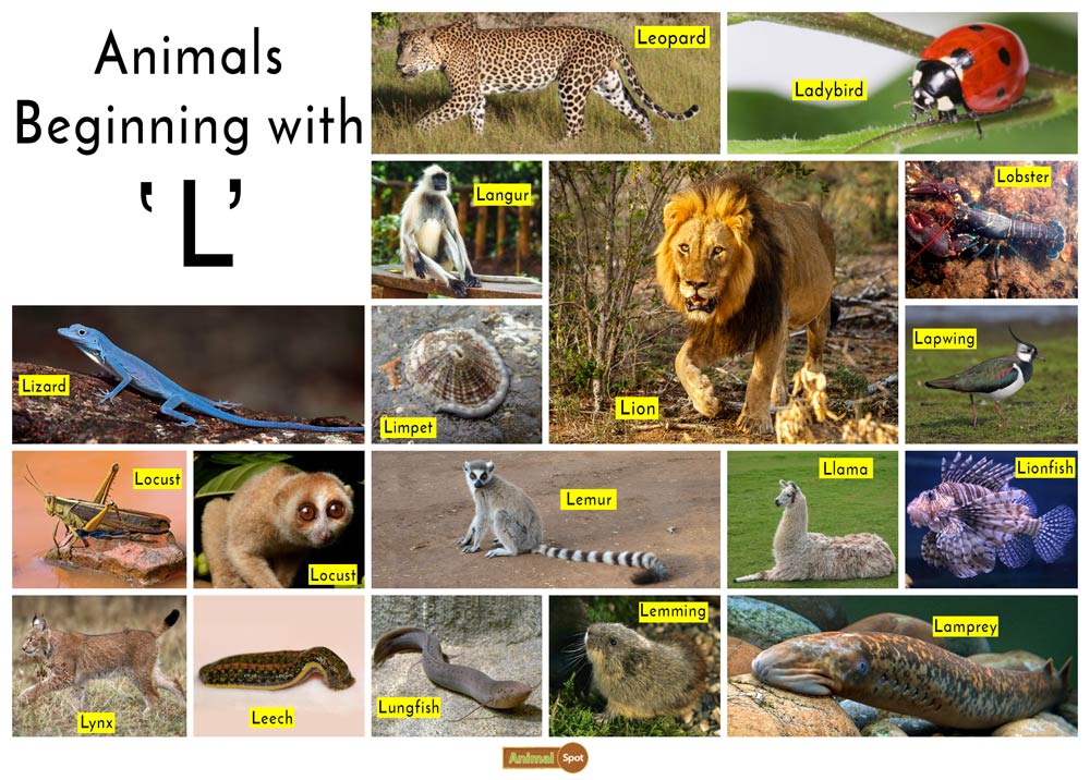 Animals that start with L