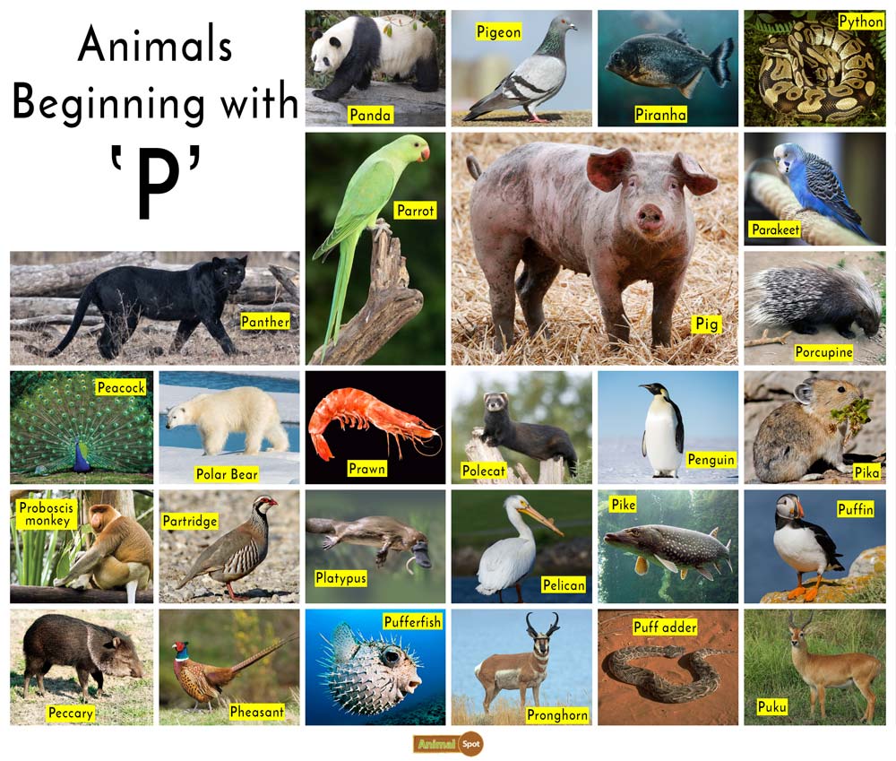 Animals That Start With P