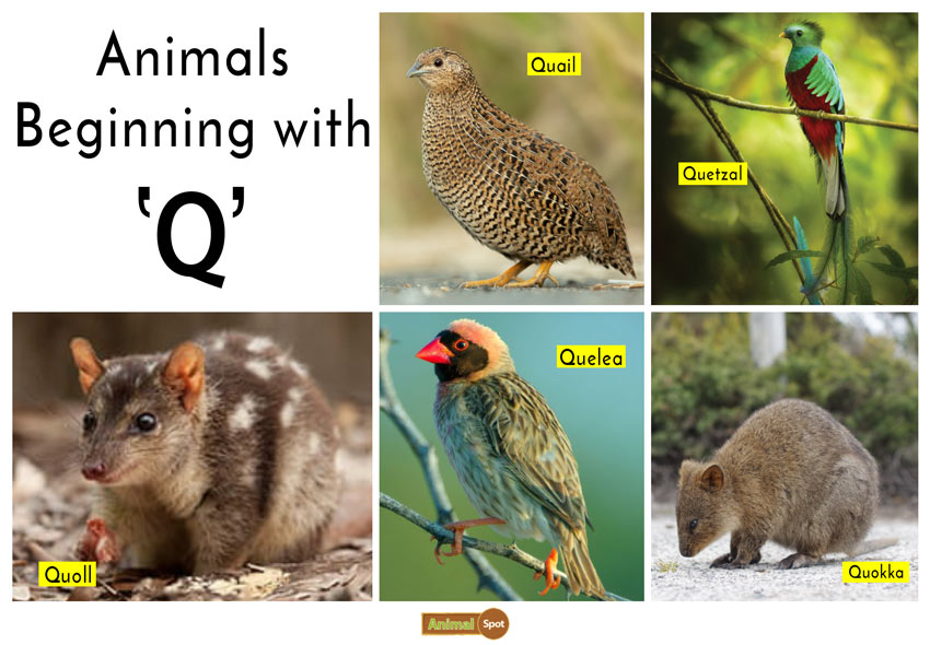 Animals that start with Q