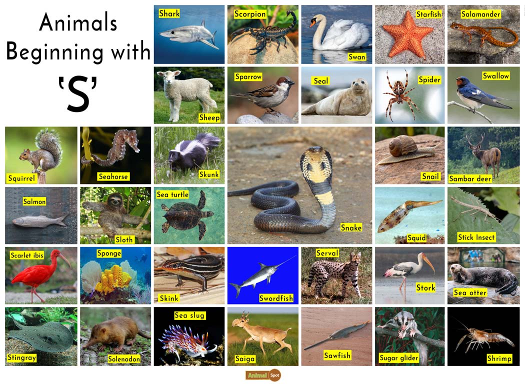 Animals that start with S