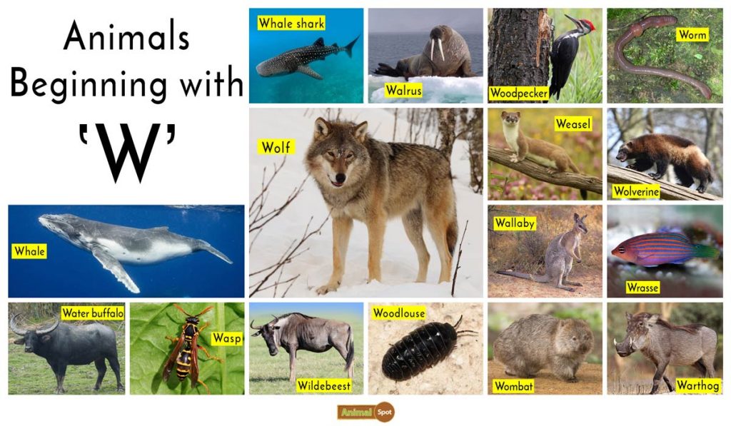Animals that start with W