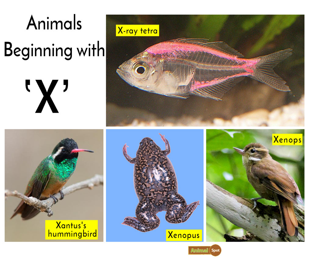 animal that starts with the letter x