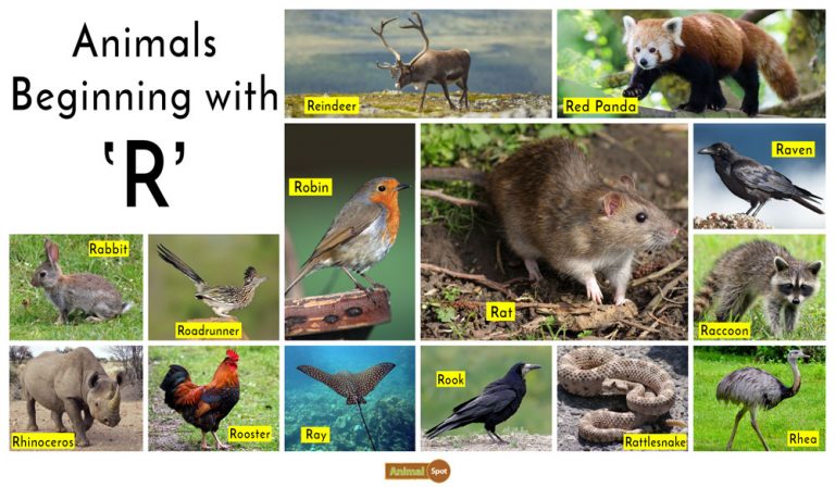 Animals that start with R