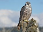 Falcon Facts, Types, Classification, Habitat, Diet, Adaptations