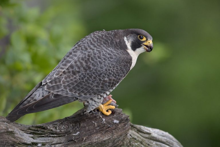 Falcon Facts, Types, Classification, Habitat, Diet, Adaptations