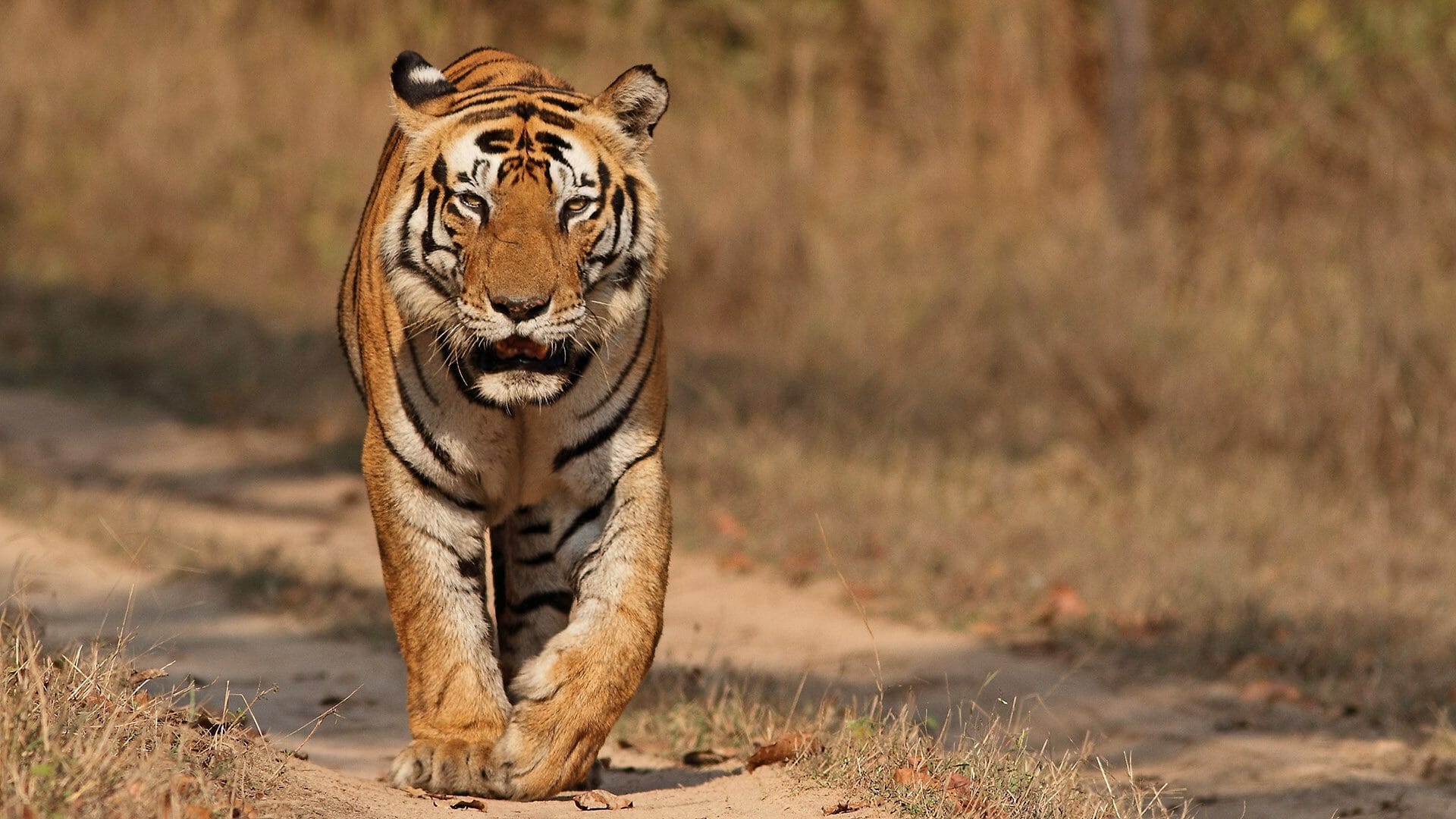 Tiger Facts, Types, Classification, Habitat, Diet, Adaptations