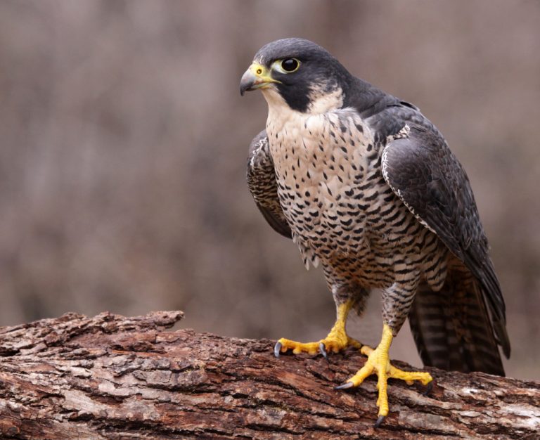 Falcon Facts, Types, Classification, Habitat, Diet, Adaptations