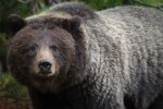 Bear Facts, Types, Lifespan, Classification, Habitat, Pictures