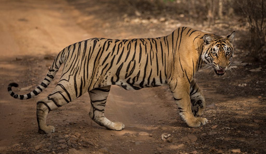 Tiger Facts, Types, Classification, Habitat, Diet, Adaptations