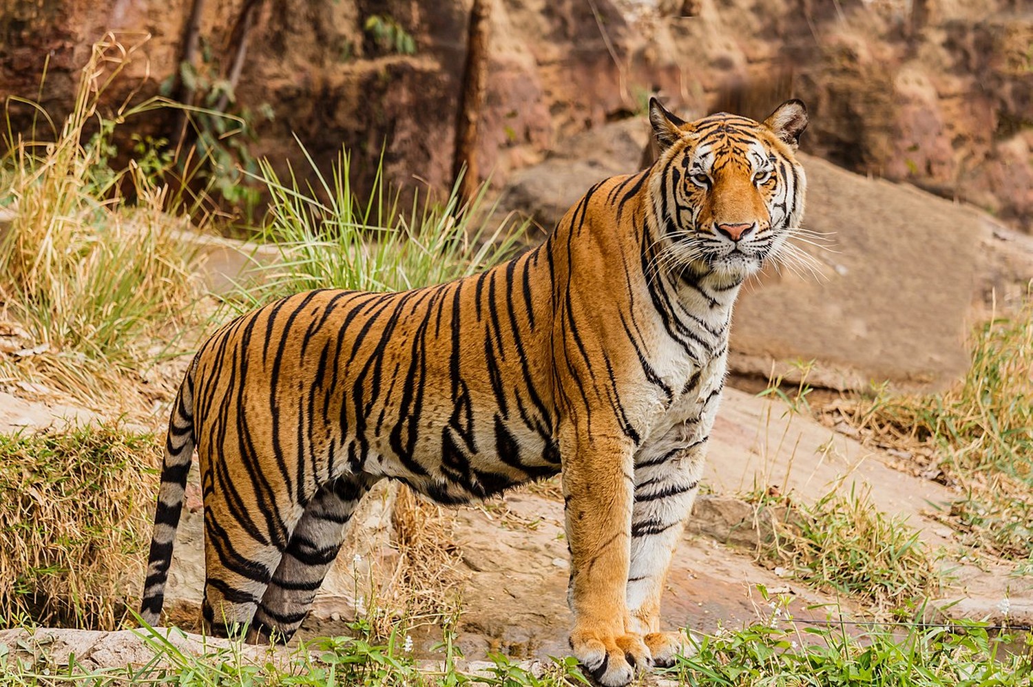 White Tiger Animal Facts  Panthera tigris tigris - A-Z Animals