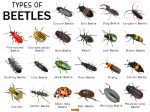 Beetle Facts, Types, Lifespan, Classification, Habitat, Pictures