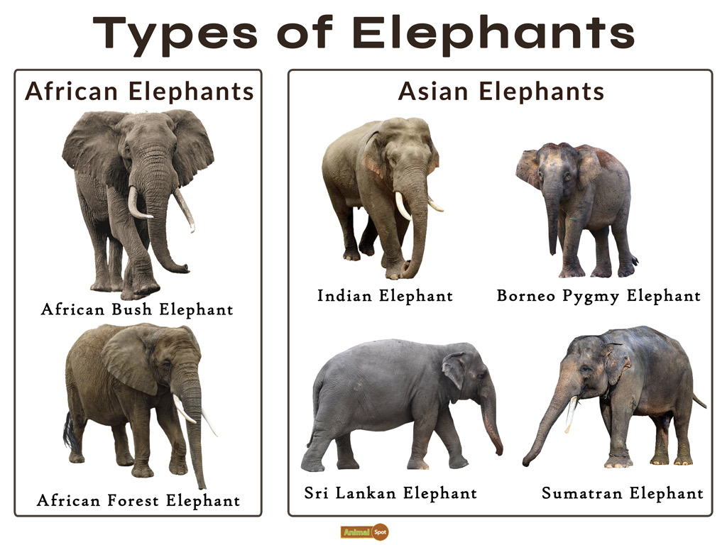 Types Of Elephants 