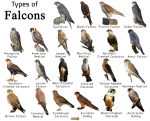 Falcon Facts, Types, Classification, Habitat, Diet, Adaptations