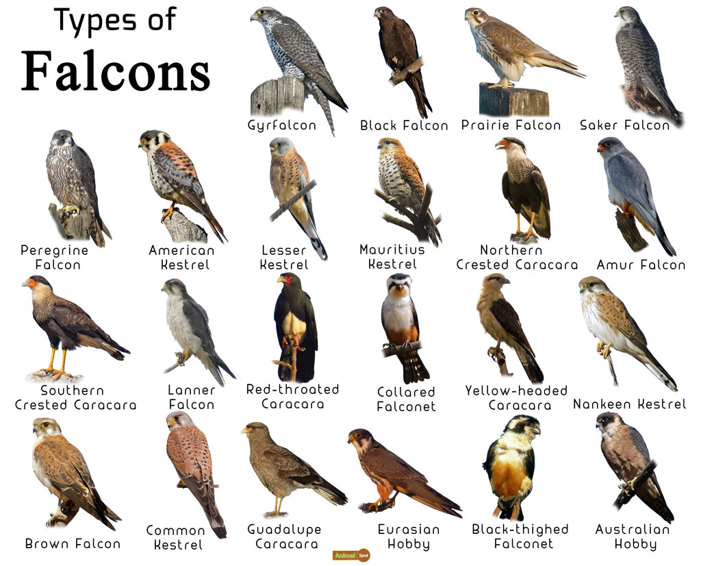 falcon bird the colors