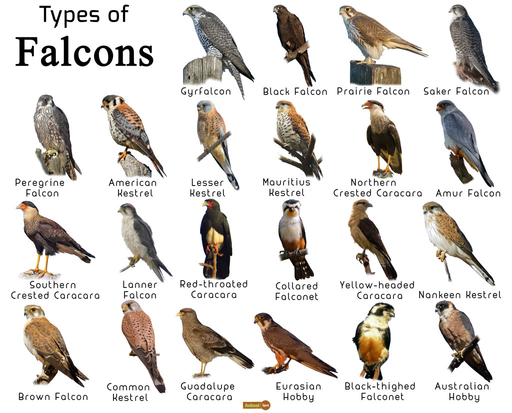 Falcon Facts Types Classification Habitat Diet Adaptations