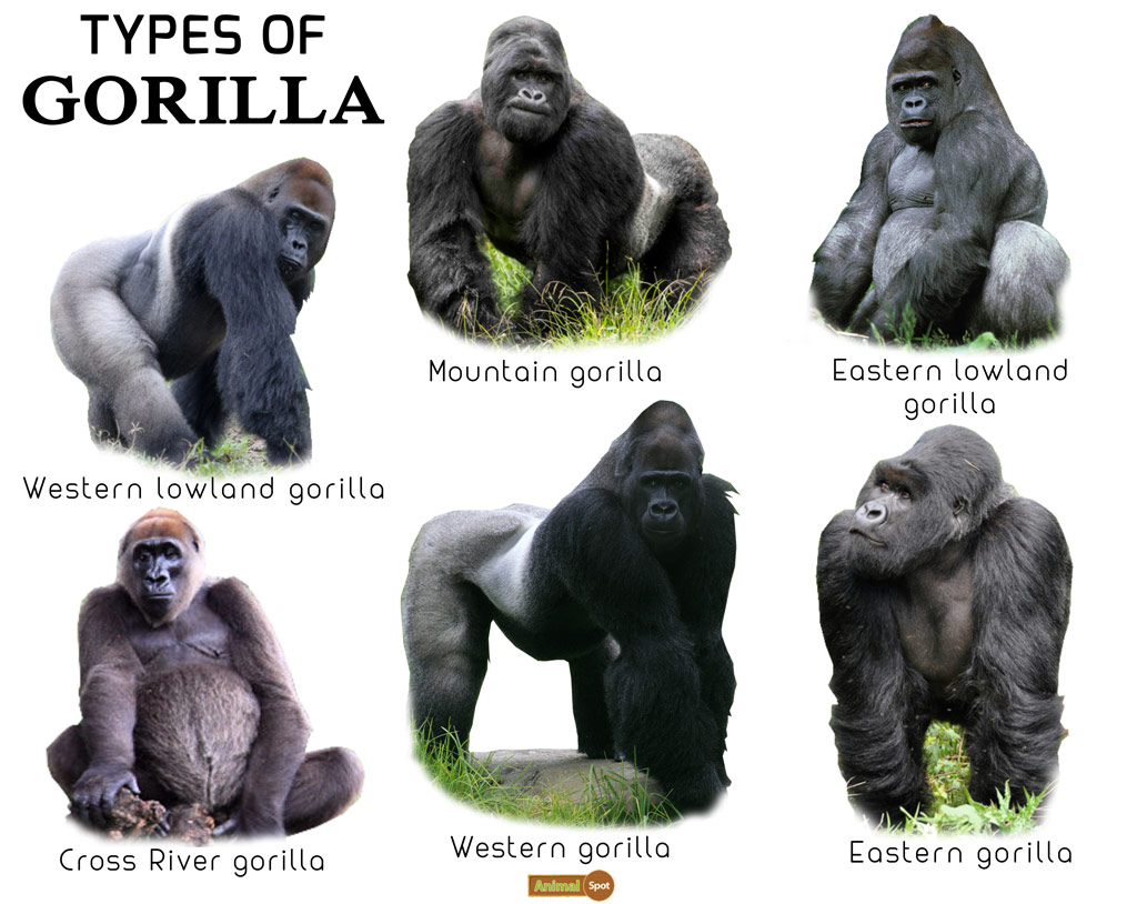 gorilla vs gorilla