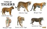 Tiger Facts, Types, Classification, Habitat, Diet, Adaptations