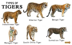 tigers adaptations animalspot wanders genus