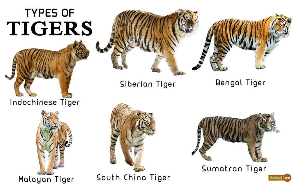 Types Of Tigers Chart