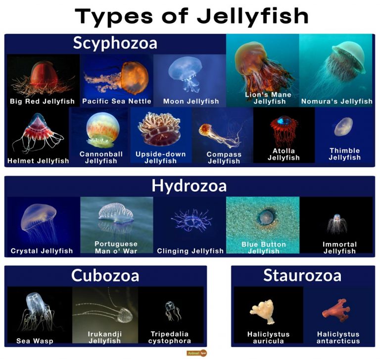 Jellyfish Facts, Types, Classification, Habitat, Diet, Adaptations