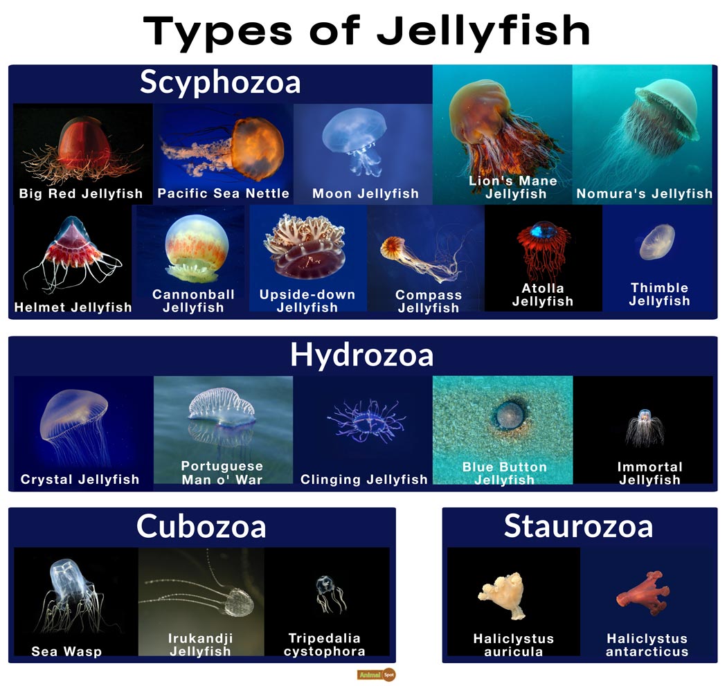 Species Of Jellyfish