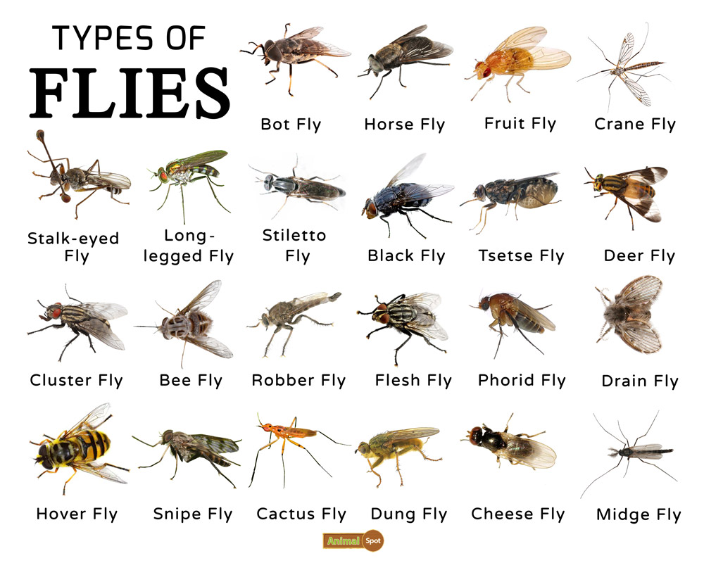 types of house flies