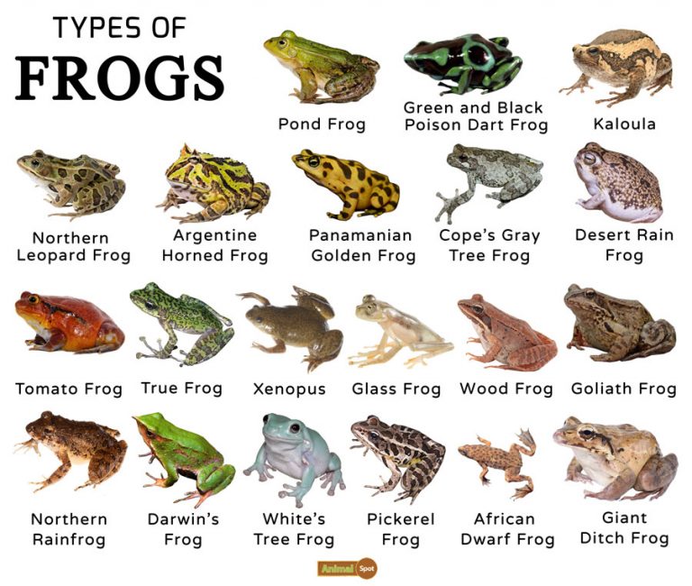 Frogs Facts, Types, Lifespan, Classification, Habitat, Pictures