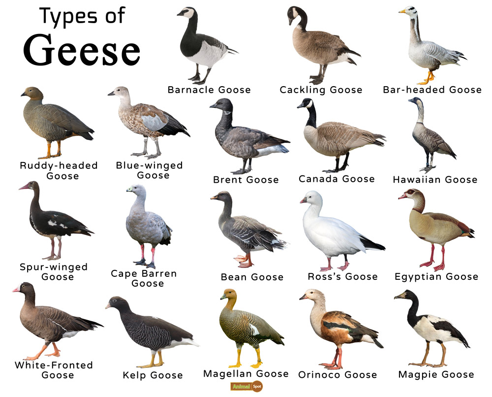 egyptian goose range