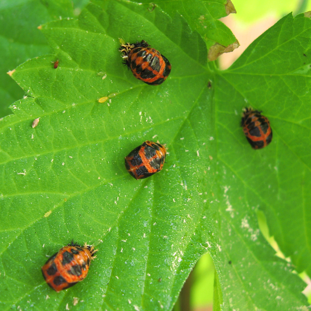 Ladybugs Facts Types Lifespan Classification Habitat Pictures