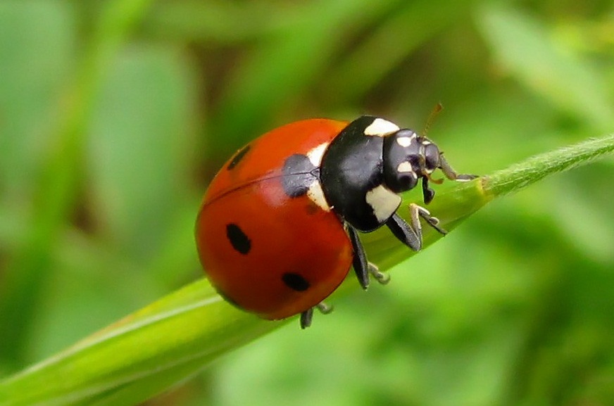 Ladybugs Facts, Types, Lifespan, Classification, Habitat, Pictures