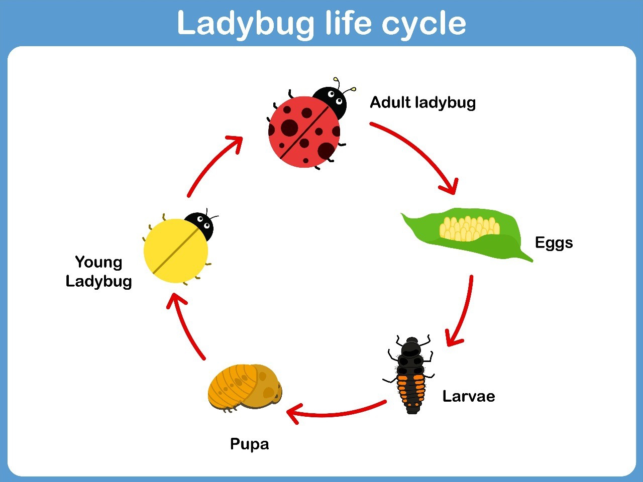 Ladybird Beetle Life Cycle