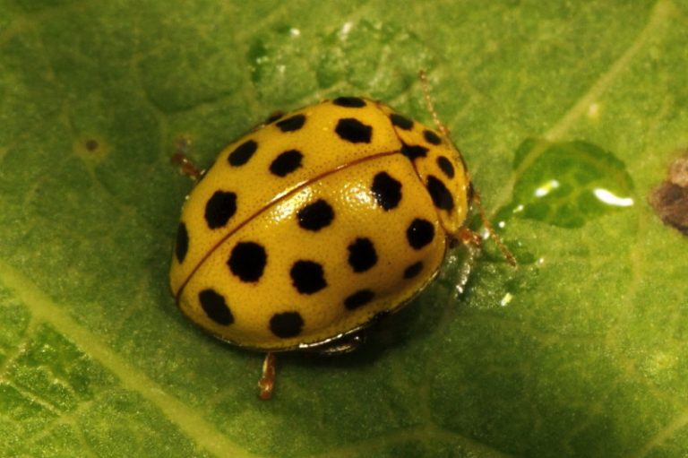 ladybugs-facts-types-lifespan-classification-habitat-pictures