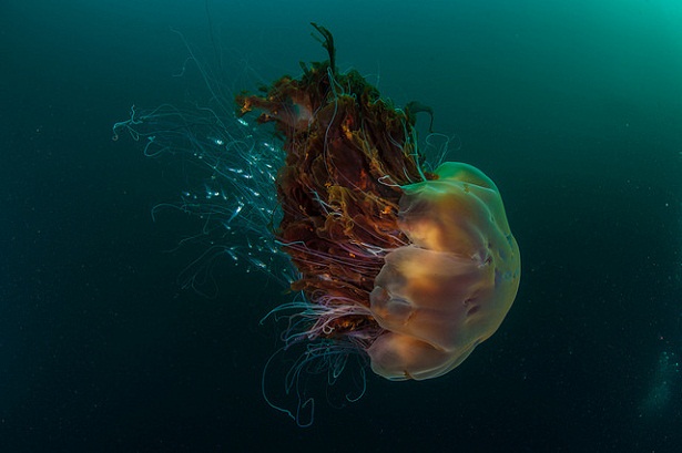 Lion’s Mane Jellyfish Facts, Size, Weight, Lifespan, Pictures