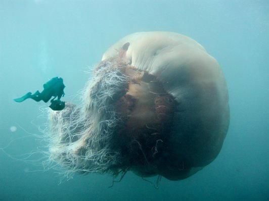 Lion’s Mane Jellyfish Facts, Size, Weight, Lifespan, Pictures