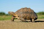 Tortoise Facts, Types, Classification, Habitat, Lifespan, Diet