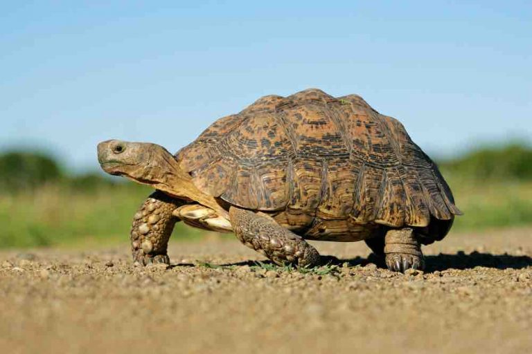 Tortoise Facts, Types, Classification, Habitat, Lifespan, Diet