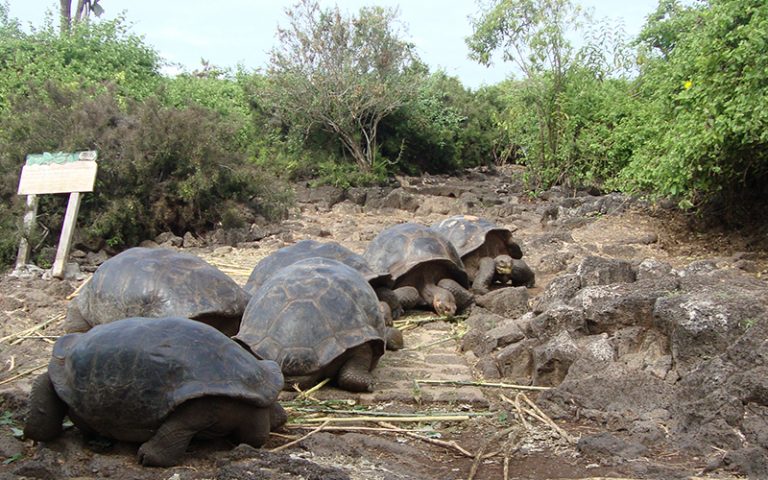 Tortoise Facts, Types, Classification, Habitat, Lifespan, Diet