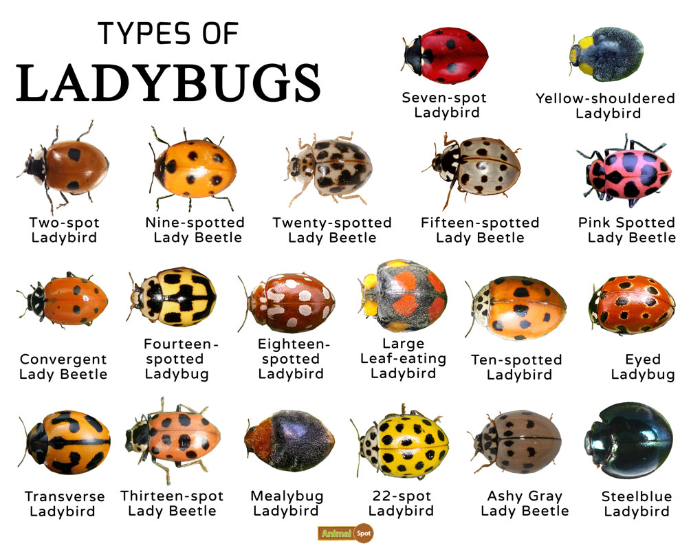 ladybugs - Insecta: Coleoptera: Coccinellidae