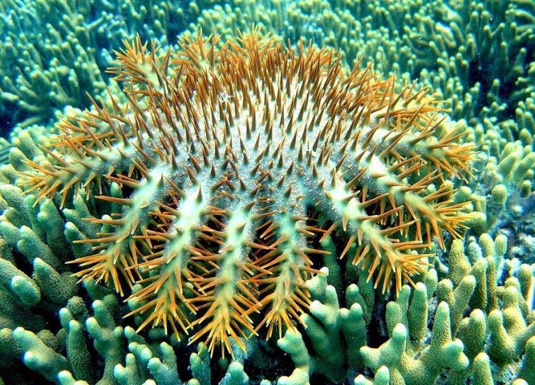 Crown-of-Thorns Starfish Facts, Habitat, Predators, Pictures