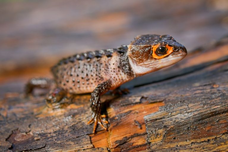 Crocodile Skink Facts, Size, Lifespan, Habitat, Diet, Pictures