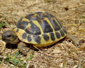 Hermann’s Tortoise Facts, Size, Habitat, Lifespan, Pictures