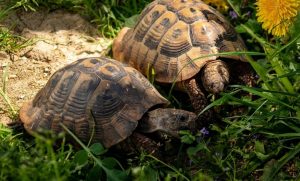 Hermann’s Tortoise Facts, Size, Habitat, Lifespan, Pictures