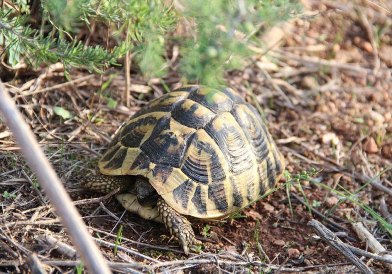 Hermann’s Tortoise Facts, Size, Habitat, Lifespan, Pictures