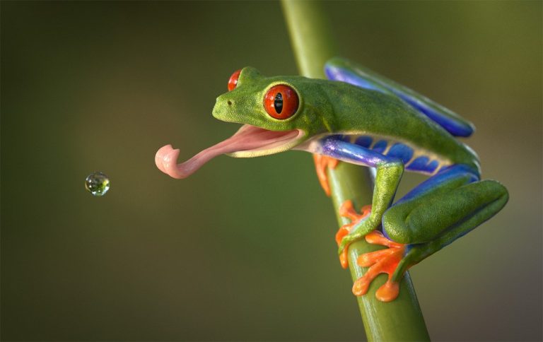 Spring Peepers